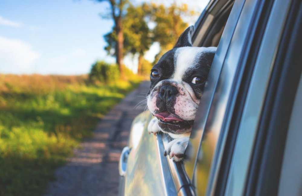 Welke spullen moet ik mee op reis met mijn hond?